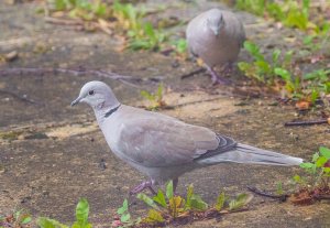 Eurasian Collared Dove