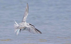 Least Tern (1st yr bird)