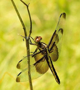 Widow Skimmer (female)