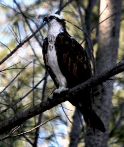 Osprey with a History 6