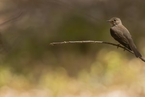 Spotted Flycatcher