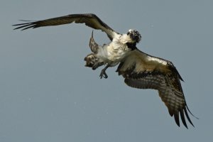 Shaking Osprey