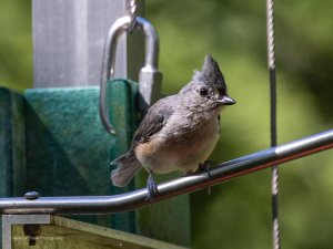 Tufted Titmouse