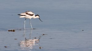 pied avocet