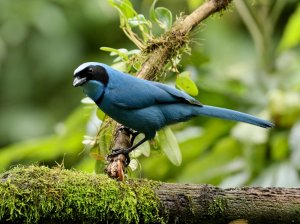 Turquoise Jay