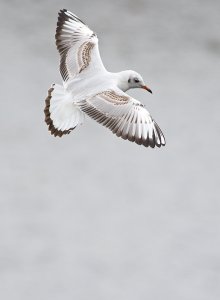 Black-headed gull