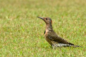 Yellow Shafted Flicker