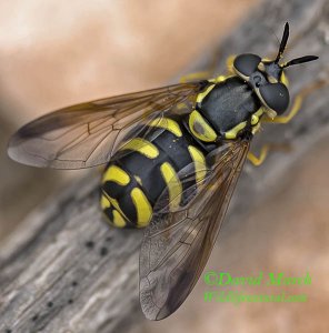 Hoverfly, Chrysotoxum intermedium (female)