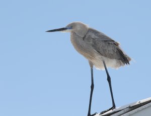 Great Egret - Great Blue Heron hybrid 4