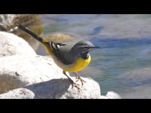 Grey wagtail (Motacilla cinerea)