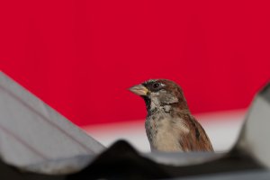 house sparrow 0128