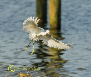 Snowy Egret