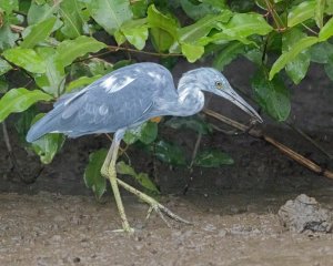 Little Blue Heron (imm)