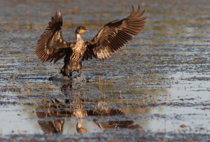 great cormorant