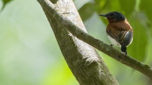 Chestnut Wattle-eye