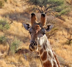 Southern Giraffe (Giraffa giraffa)