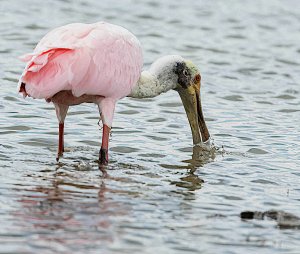 Roseate Spoonbill