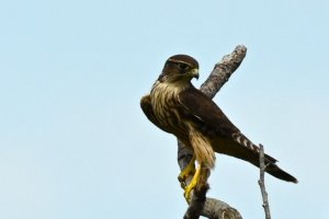 Cooper's Hawk (immature)