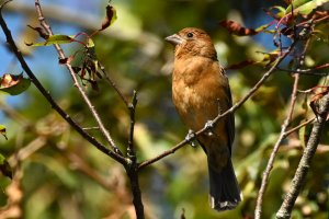 Blue Grossbeak