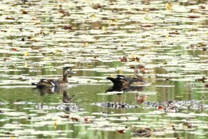 Male and female Wood Ducks, nonbreeding