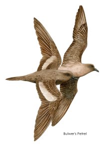 4,01 Bulwer's Petrel