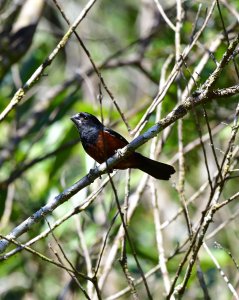 Chestnut-bellied Seed-Finch