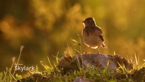 Oriental Skylark |Grassland Wildlife Singer To A Skylark