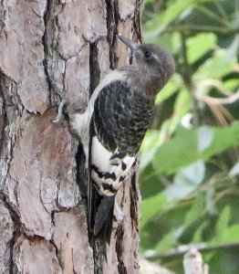 Red-headed Woodpecker. Juvenile.