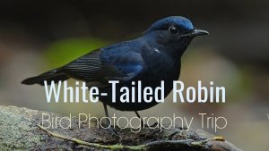 Bird Photography Trip: White-Tailed Robin On Highland Tropical Rainforest