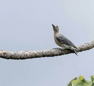 Hoffmann's Woodpecker (juvenile)