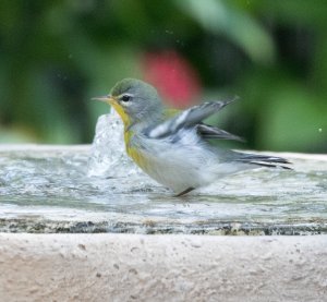 Northern Parula