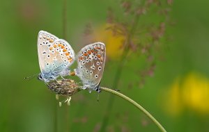 Stuck on you......Common blue