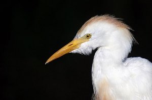 Portrait of an Egret