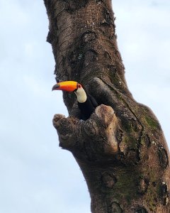 Today's morning walk part 02 (Toco Toucan)