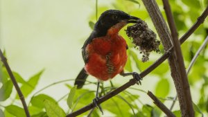 Black-headed Gonolek