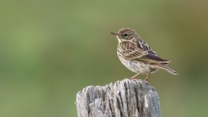 meadow pipit