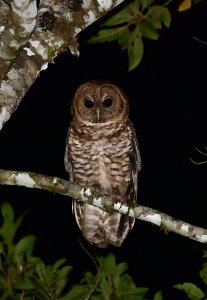 Rusty-barred Owl