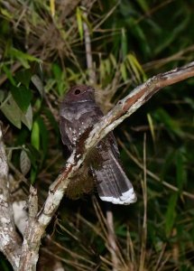 Ocellated Poorwill