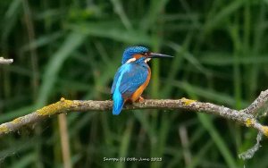 Kingfisher, UK