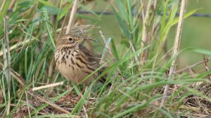 meadow pipit with prey