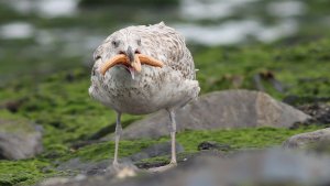 herring gull with starfish