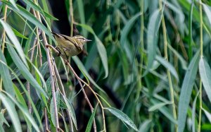 Hume's Leaf Warbler