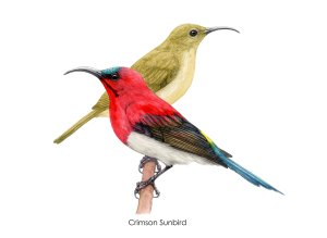 87,10 Crimson Sunbird.jpg