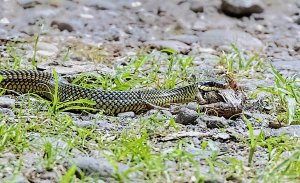 Neotropical Whip Snake eating a Forrer's Grass Frog