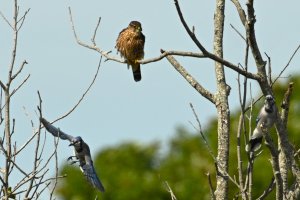Merlin and Blue Jays