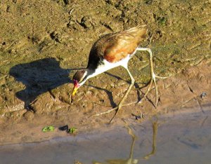 Jaçanã (Jacana jacana)