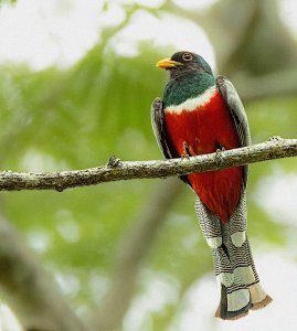 Elegant Trogon