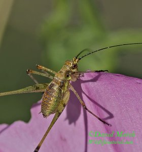 The “Andalusian Saddle Bush-cricket” (Nymph)