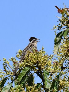 Striped Cuckoo