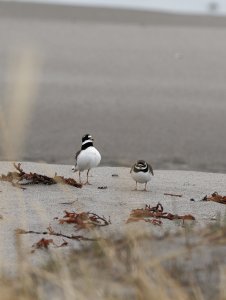 Common ringed plover courtship II